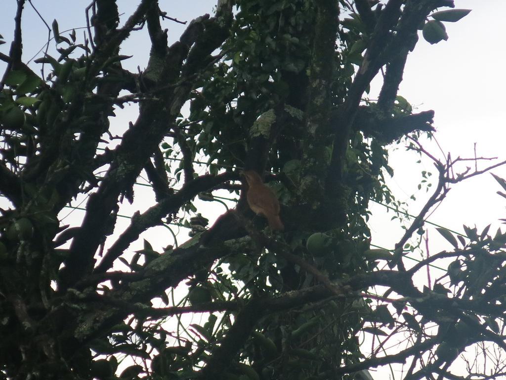 Hostel Y Posada Colibri Puerto Iguazú Dış mekan fotoğraf