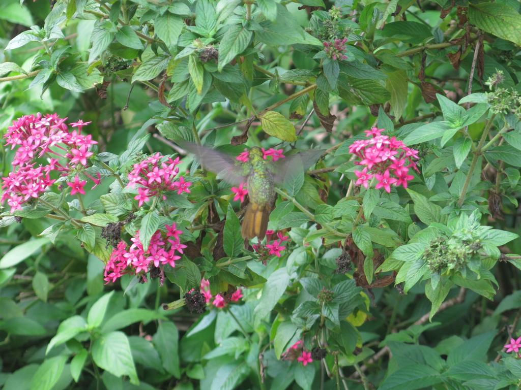 Hostel Y Posada Colibri Puerto Iguazú Dış mekan fotoğraf