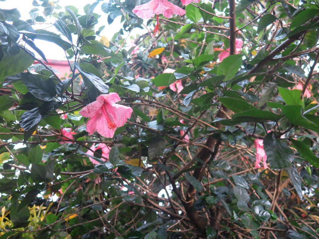 Hostel Y Posada Colibri Puerto Iguazú Dış mekan fotoğraf