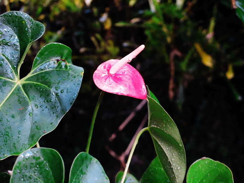 Hostel Y Posada Colibri Puerto Iguazú Dış mekan fotoğraf